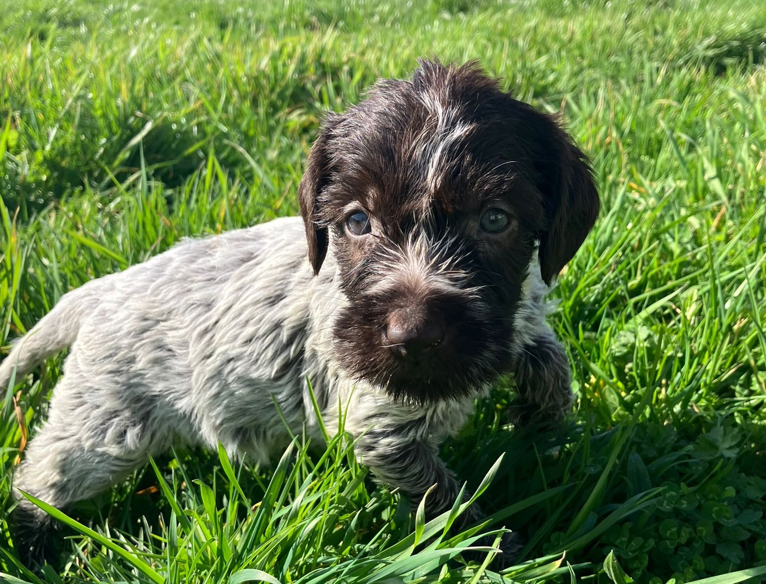 Chiot Griffon Korthals
